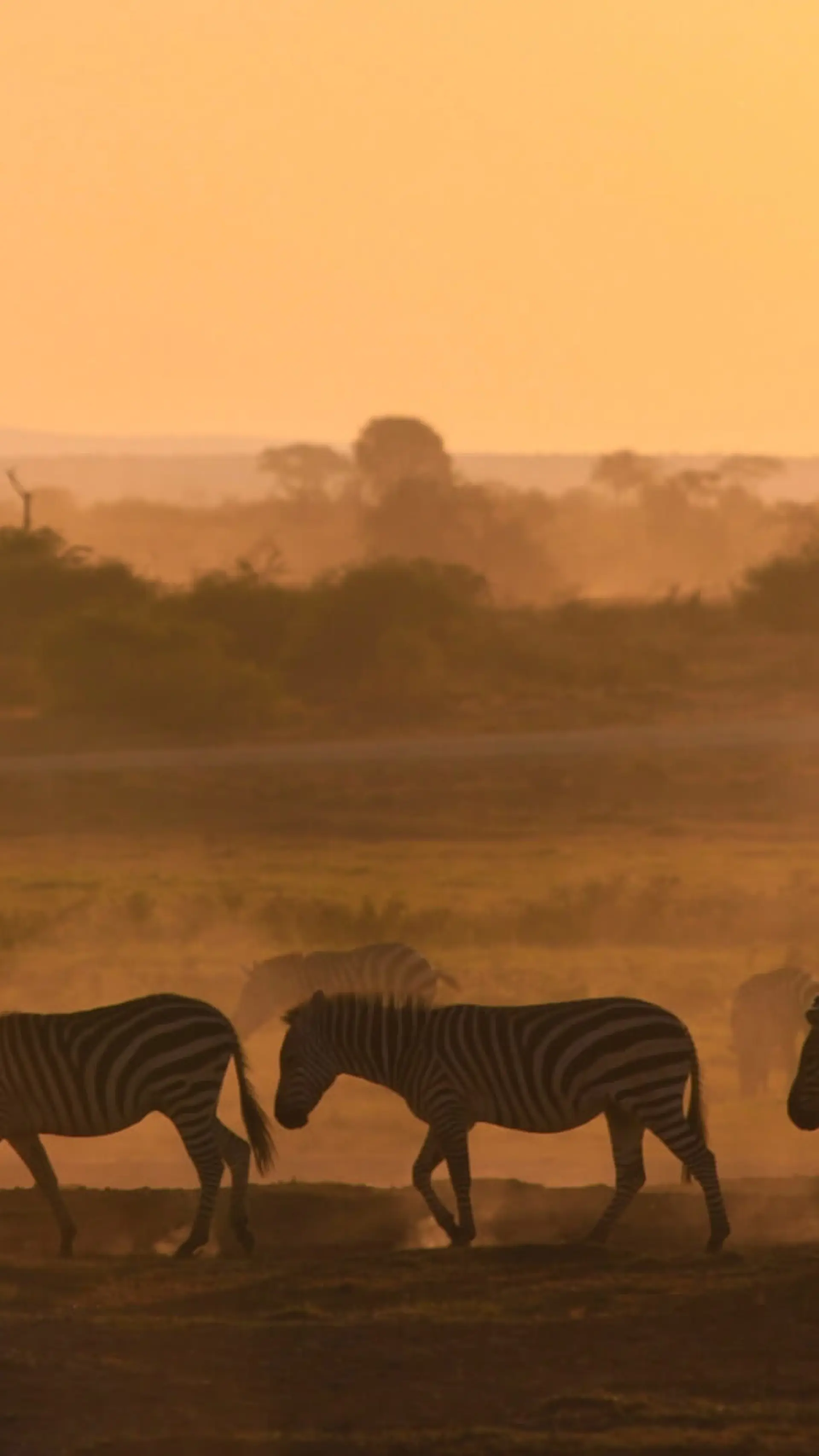 Afrika